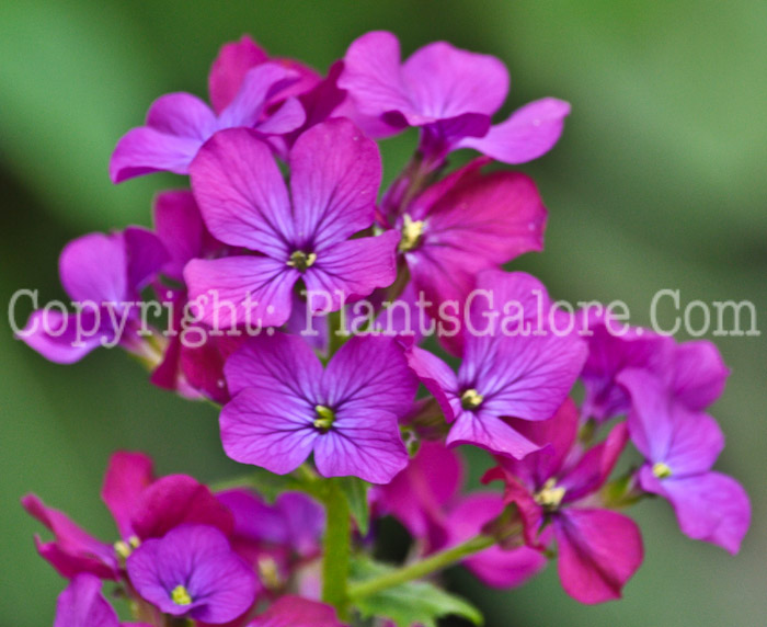 PGC-A-Lunaria-annua-2011-02