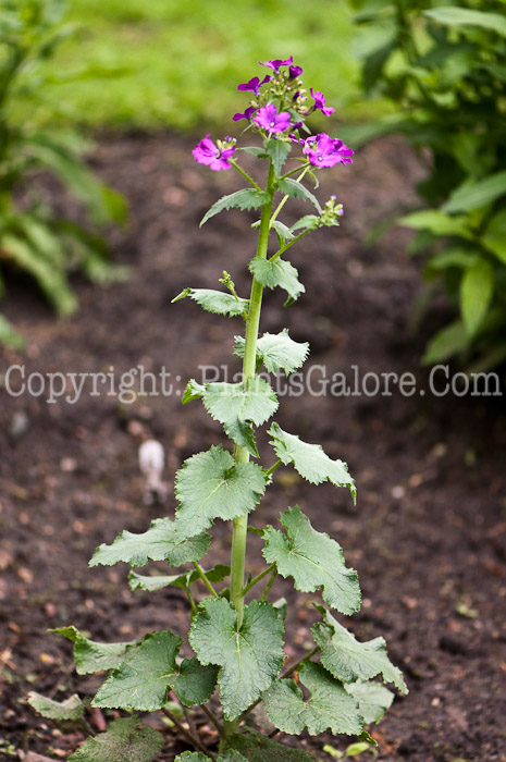 PGC-A-Lunaria-annua-aka-Honesty-0514e-2