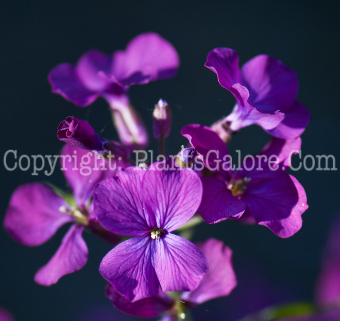 PGC-A-Lunaria-annua-aka-Honesty-0514p-1