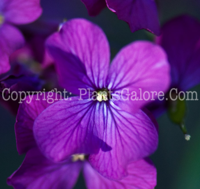 PGC-A-Lunaria-annua-aka-Honesty-0514p-3