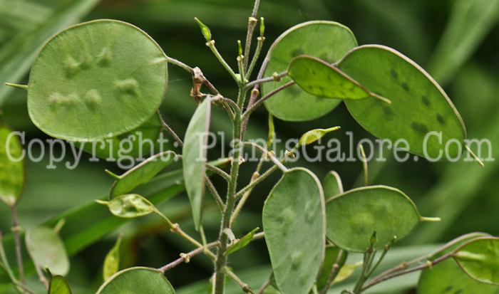 PGC-A-Lunaria-annua-nj-2010