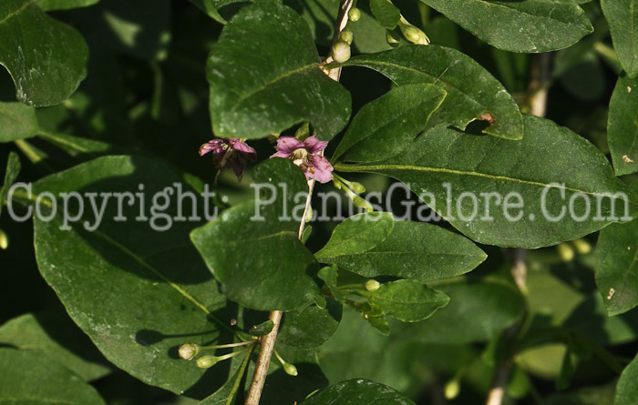 PGC-V-Lycium-barbarum-aka-Matrimony-Vine-1