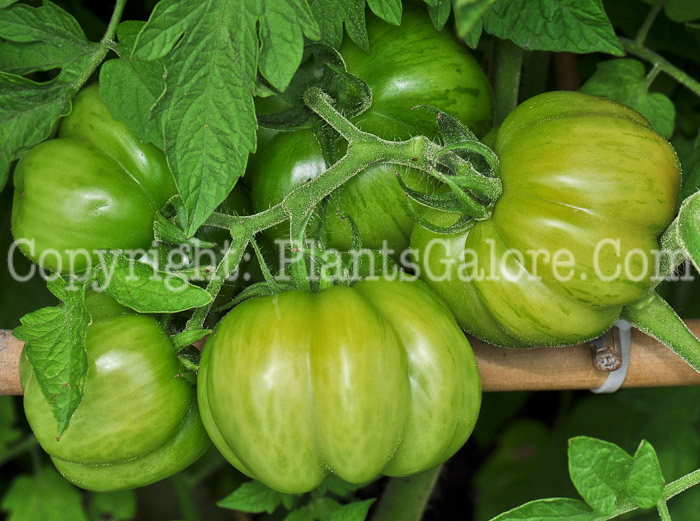 PGC-A-Lycopersicon-Striped-Cavern-aka-Tomato-0913a-4