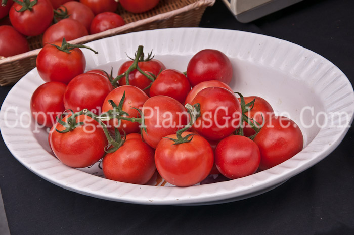 PGC-A-Lycopersicon-aka-Tomato-0514-1