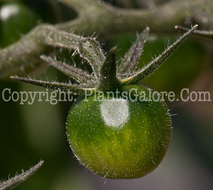 PGC-A-Solanum-lycopersicon-Sun-Cherry-aka-Tomato-0414-2