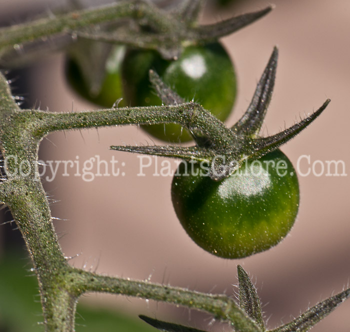 PGC-A-Solanum-lycopersicon-Sun-Cherry-aka-Tomato-0414-4