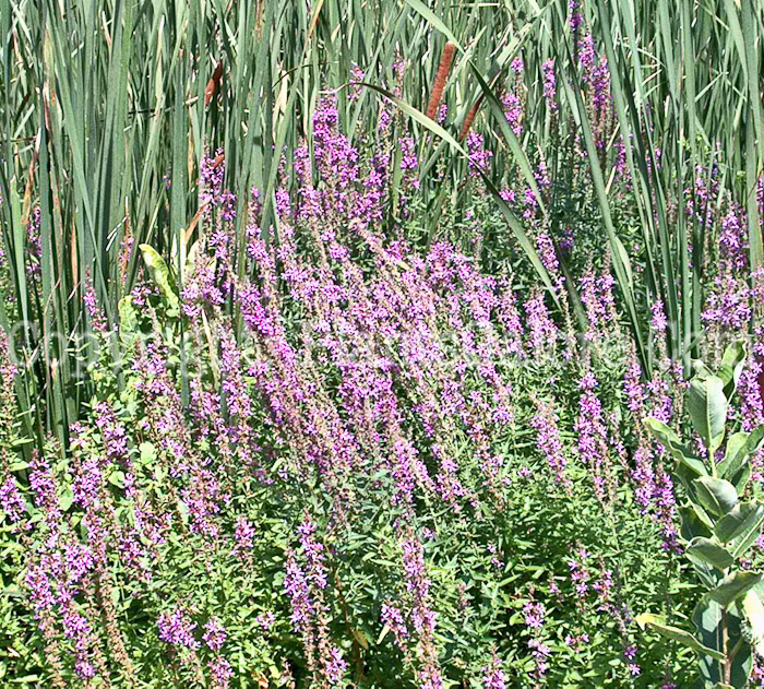 PGC-P-Lythrum-salicaria-aka-Purple-Loosestrife-2