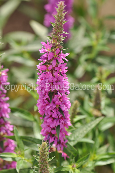 PGC-P-Lythrum-salicaria-aka-Purple-Loosestrife-8