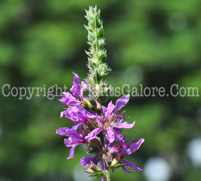 PGC-P-Lythrum-salicaria-aka-Purple-Loosestrife-813-2a