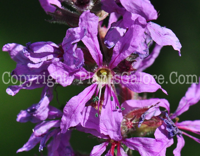 PGC-P-Lythrum-salicaria-aka-Purple-Loosestrife-813-4