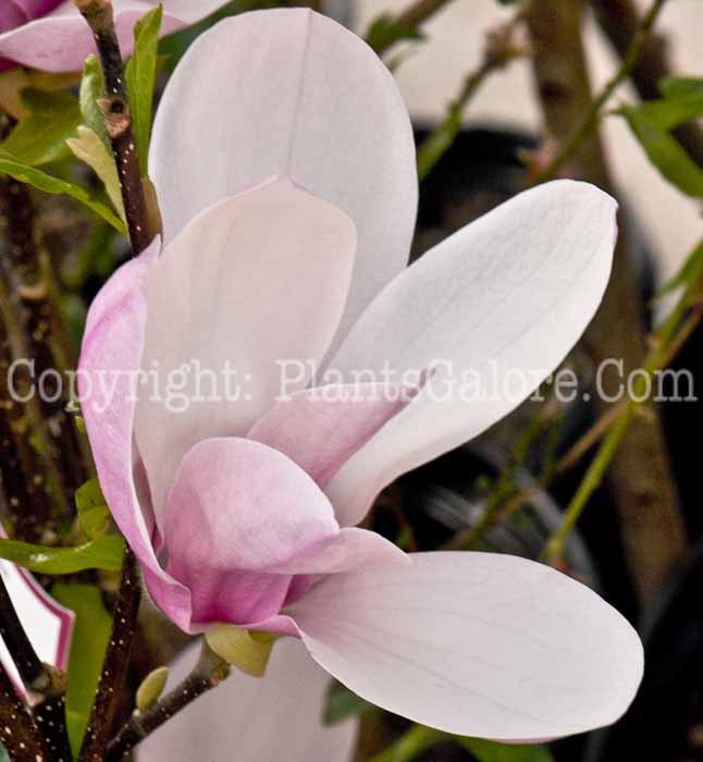 PGC-T-Magnolia-x-Jane-03-2012-1