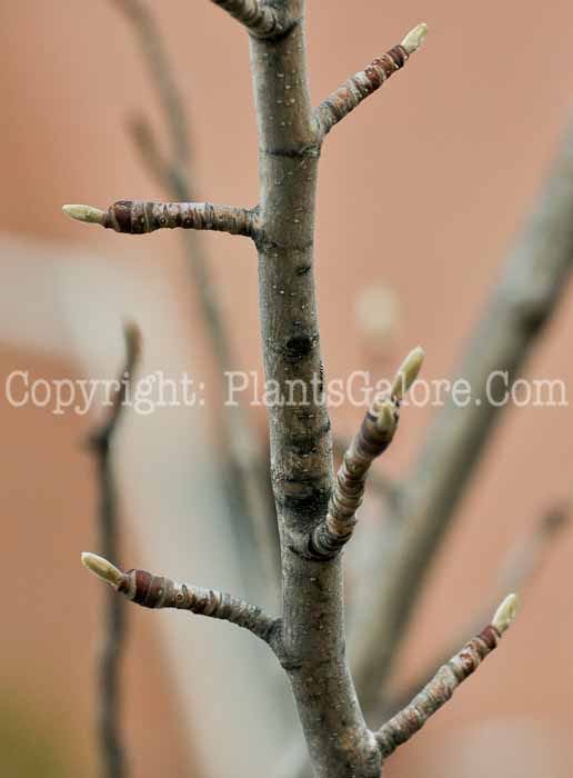PGC-T-Magnolia-acuminata (2 of 4)