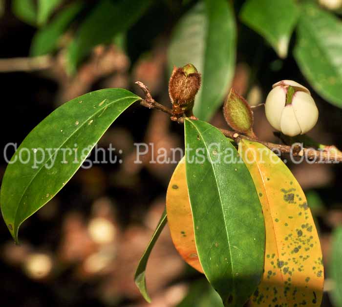 PGC-T-Magnolia-figo-aka-Banana-Shrub-1