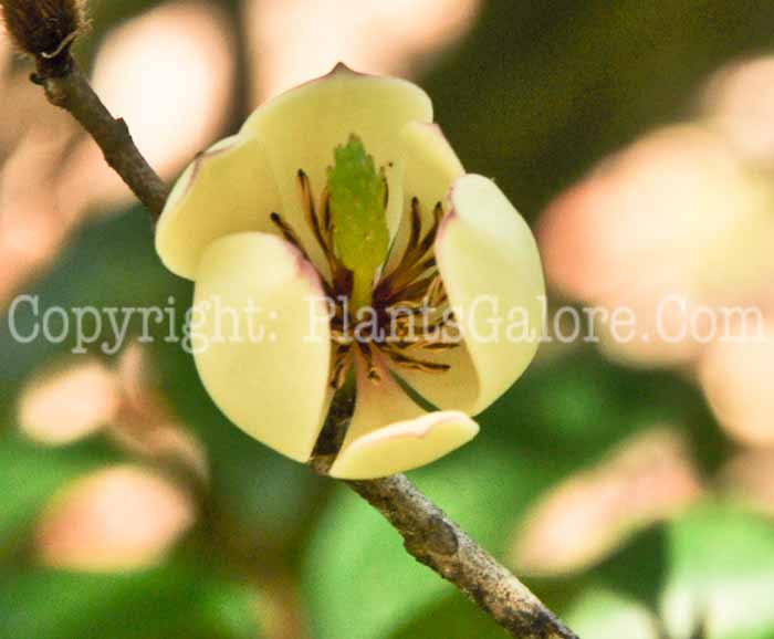 PGC-T-Magnolia-figo-aka-Banana-Shrub-2
