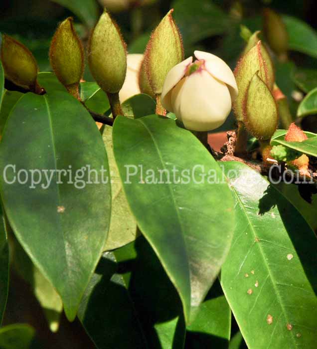 PGC-T-Magnolia-figo-aka-Banana-Shrub-5