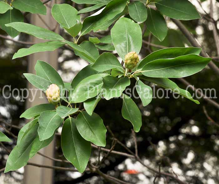 PGC-T-Magnolia-kobus-var-stellata-bud-1