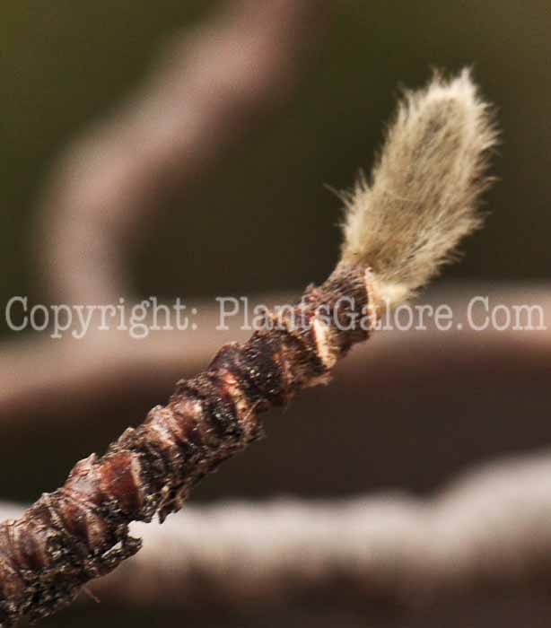 PGC-T-Magnolia-kobus-var-stellata-bud-2