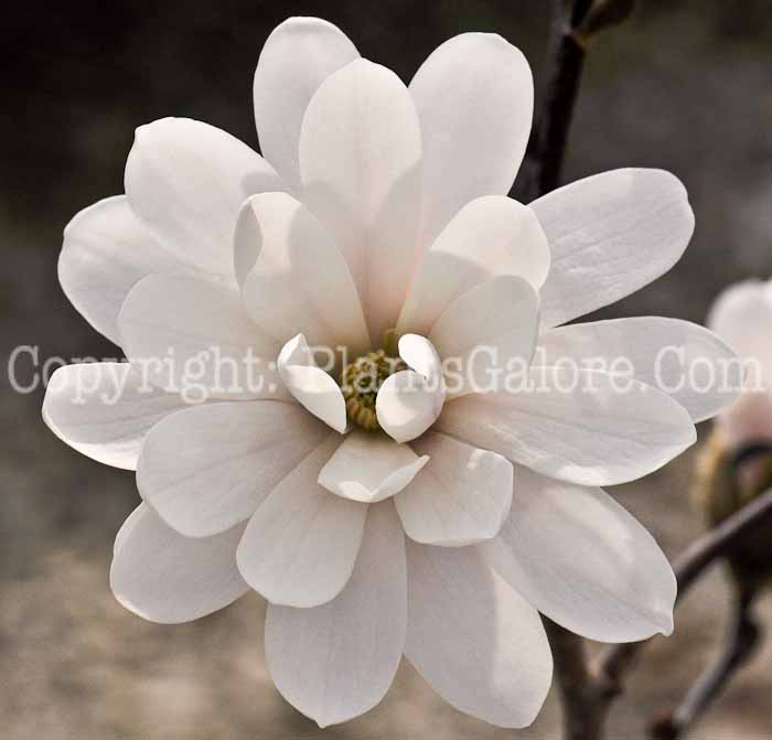 PGC-T-Magnolia-kobus-var-stellata-flower-1