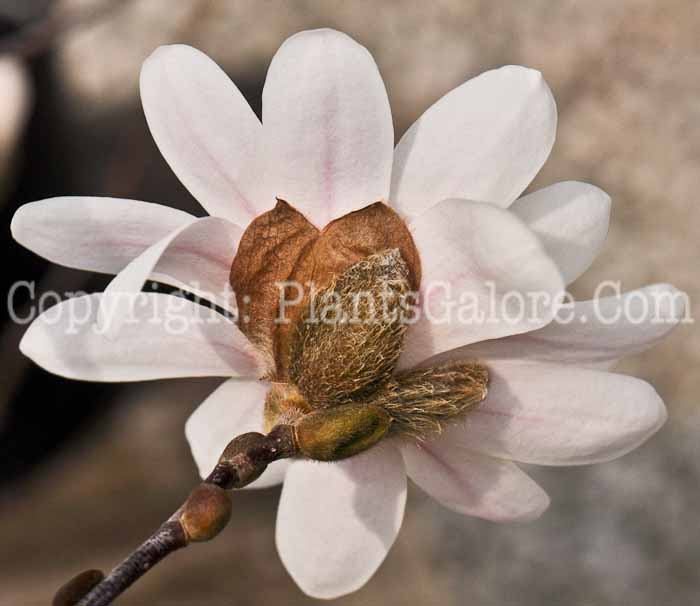PGC-T-Magnolia-kobus-var-stellata-flower-2