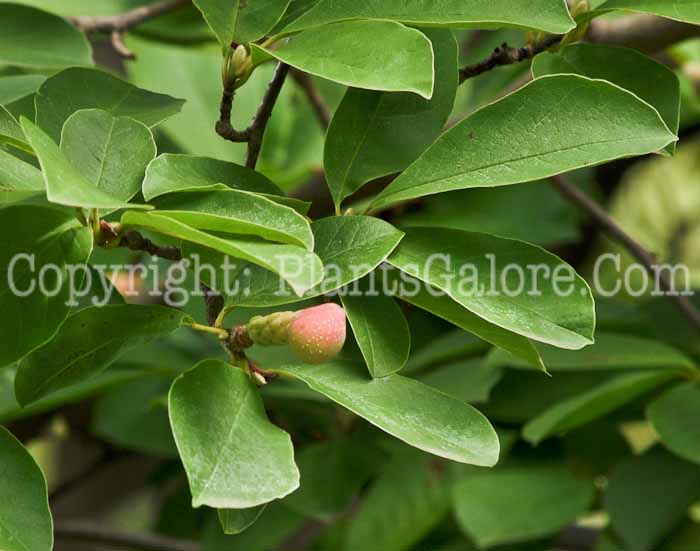 PGC-T-Magnolia-kobus-var-stellata-seed-1