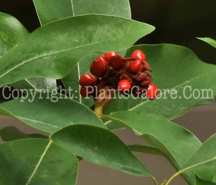 PGC-T-Magnolia-kobus-var-stellata-seed-3