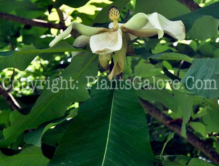 PGC-T-Magnolia-macrophylla-Berkshire-6-2011-003