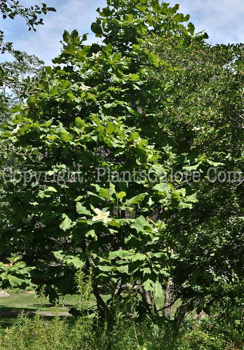 PGC-T-Magnolia-macrophylla-Berkshire-6-2011-008