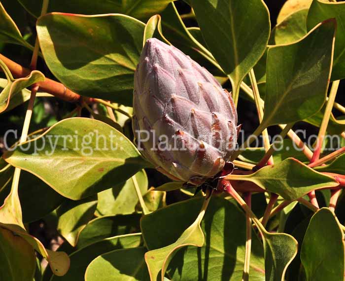 PGC-T-Magnolia-virginiana-0513-1-1
