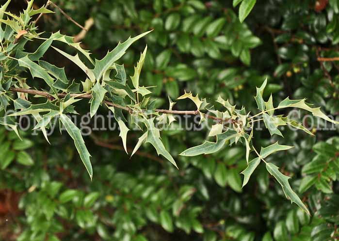 PGC-S-Mahonia-haematocarpa-2