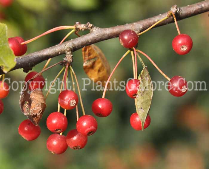 PGC-T-Malus-sargentii-aka-Sargents-Crabapple-6