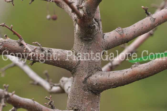 PGC-T-Malus-sargentii-aka-Sargents-Crabapple-7