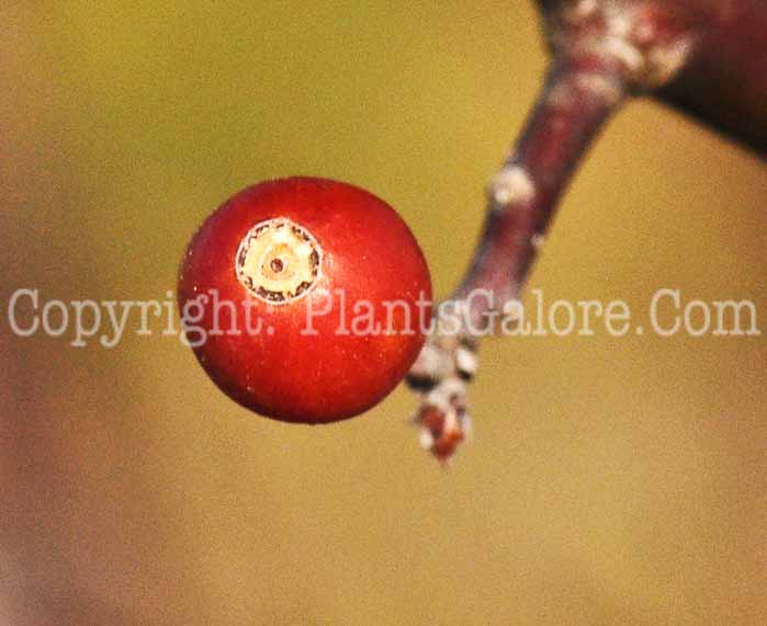 PGC-T-Malus-x-zumi-var-calocarpa-0001