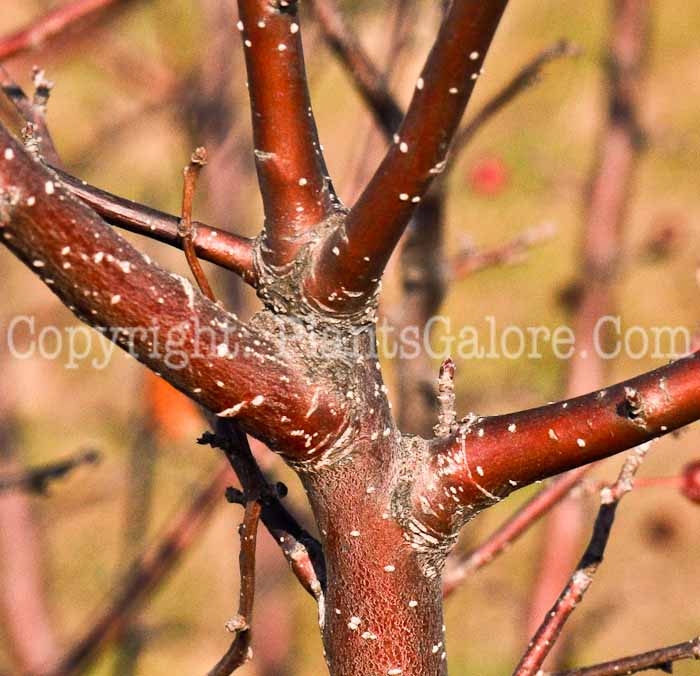 PGC-T-Malus-x-zumi-var-calocarpa-0005