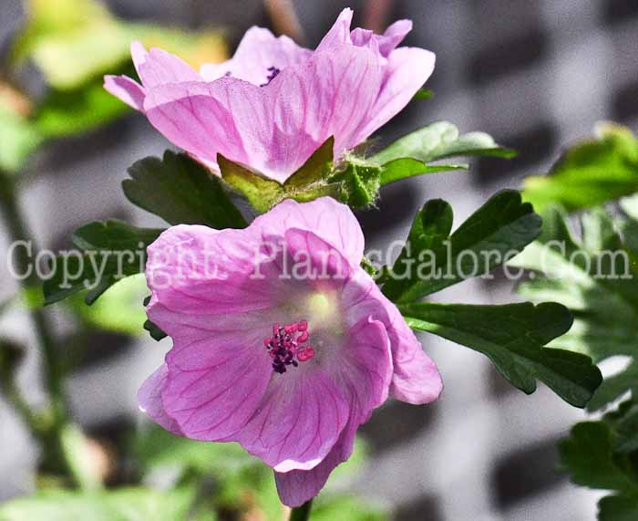 PGC-P-Malva-moschata-Perfection-Pink-813-1