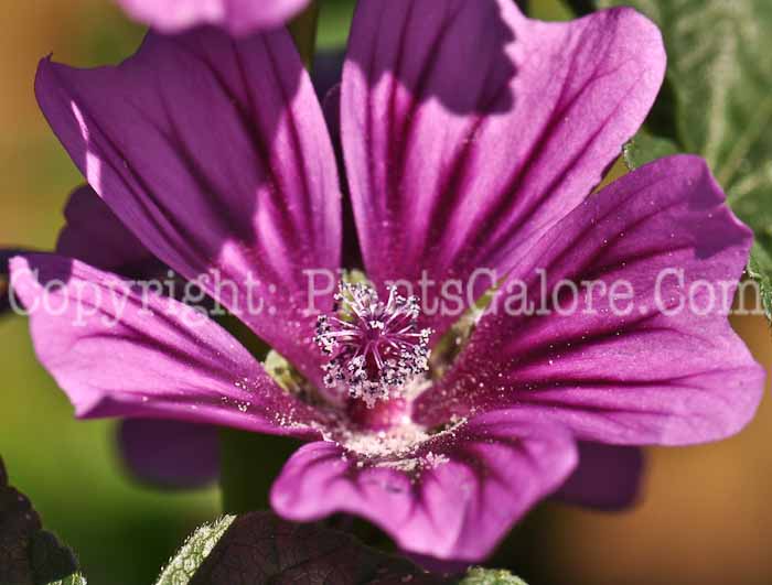 PGC-P-Malva-sylvestris-Zebrina-2010-02_2
