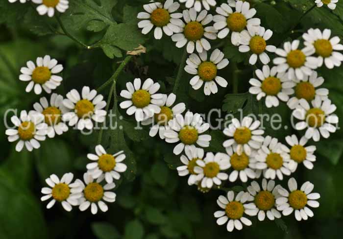 PGC-A-Matricaria-recutita-aka-German-Chamomile-7