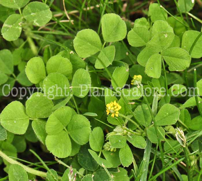 PGC-P-Medicago-lupulina-aka-Black-Medic-a1