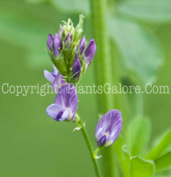 PGC-P-Medicago-sativa-aka-Alfalfa-0714-1