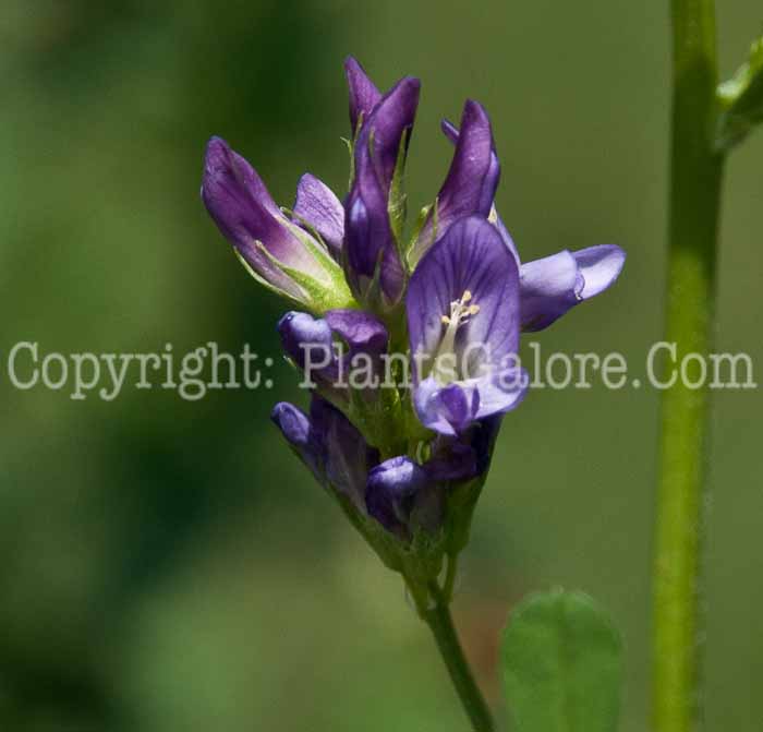PGC-P-Medicago-sativa-aka-Alfalfa-0814-1