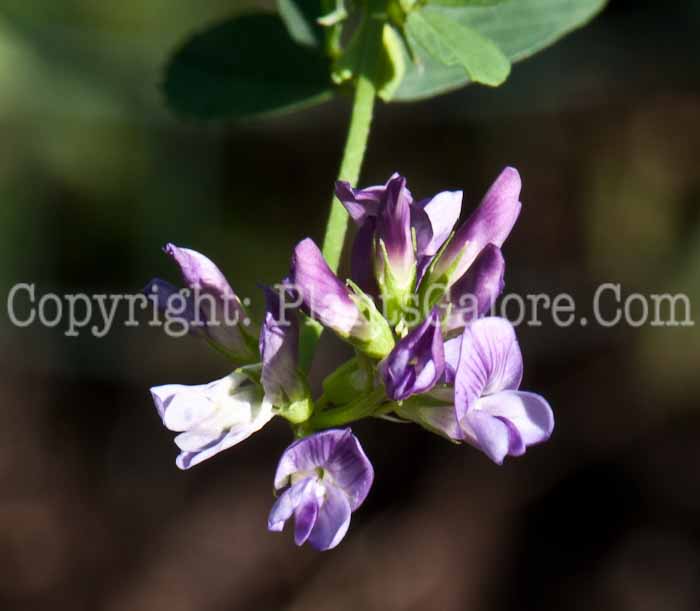 PGC-P-Medicago-sativa-aka-Alfalfa-0814-3