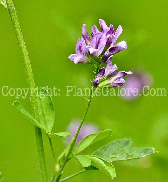 PGC-P-Medicago-sativa-aka-Alfalfa-513-1