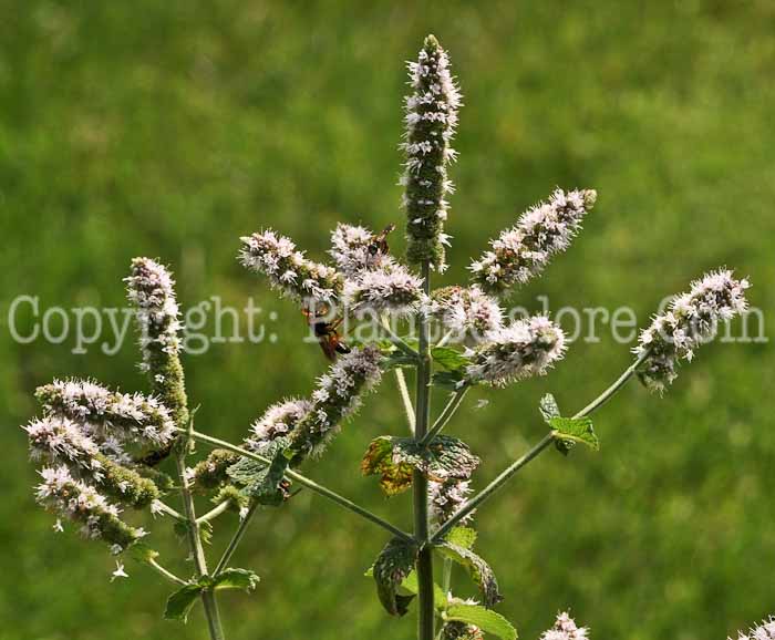 PGC-P-Mentha-suaveolens-aka-Apple-Mint-2