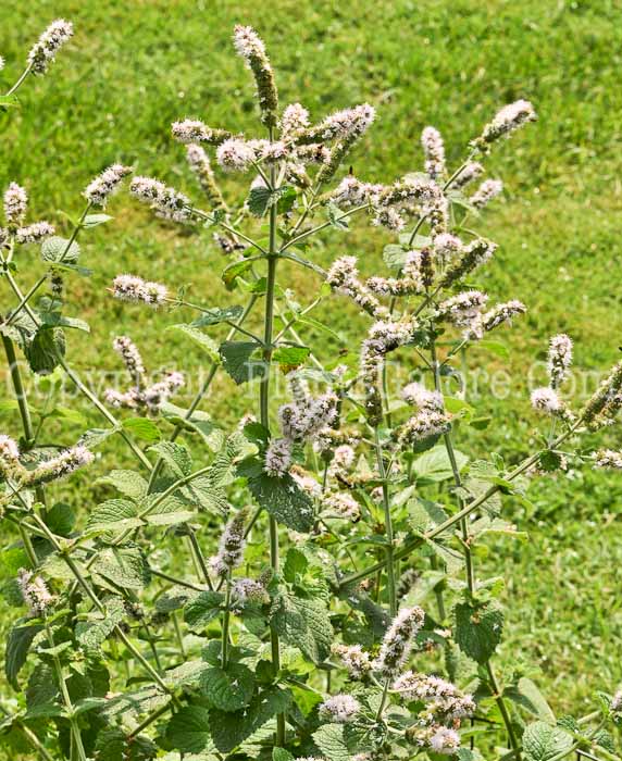 PGC-P-Mentha-suaveolens-aka-Apple-Mint-3