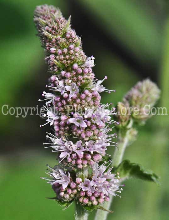 PGC-P-Mentha-suaveolens-aka-Applemint-813-2