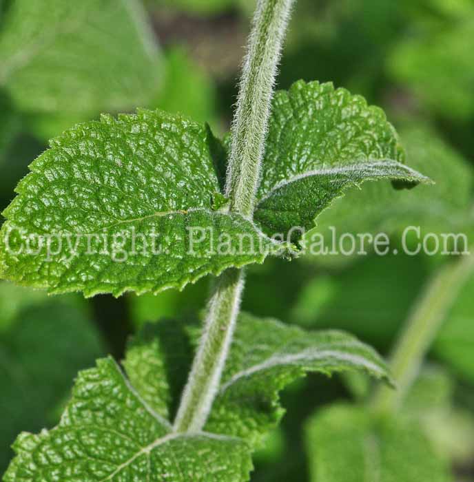 PGC-P-Mentha-suaveolens-aka-Applemint-813-3