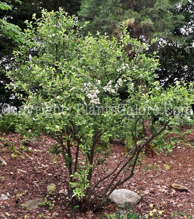 PGC-S-Mespilus-canescens-aka-Sterns-Medlar-4