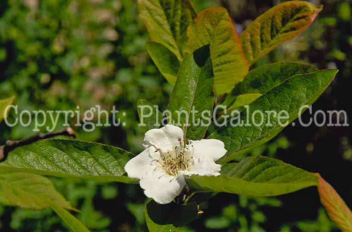 PGC-T-Mespilus-germanica-Nottingham-04-2012.jpg-1