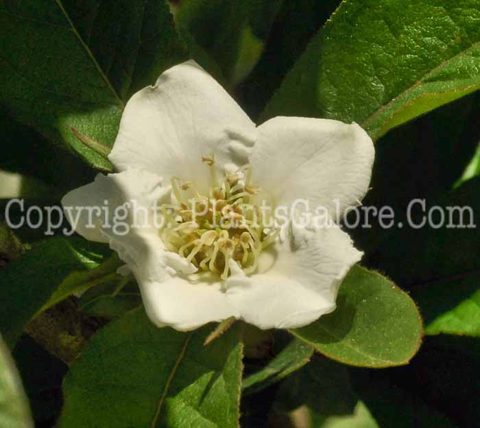 PGC-T-Mespilus-germanica-Nottingham-04-2012.jpg-2