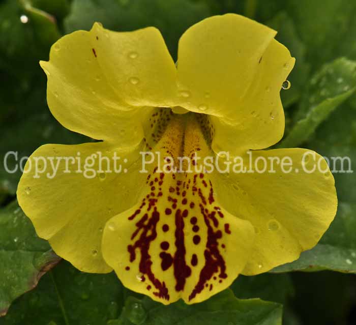 PGC-A-Mimulus-glabratus-aka-Monkey-Flower-4