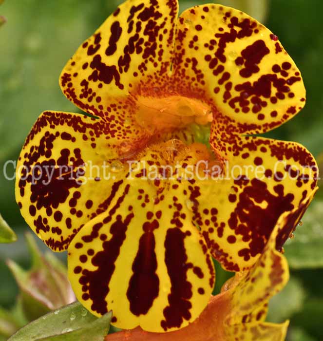 PGC-A-Mimulus-glabratus-aka-Monkey-Flower-6